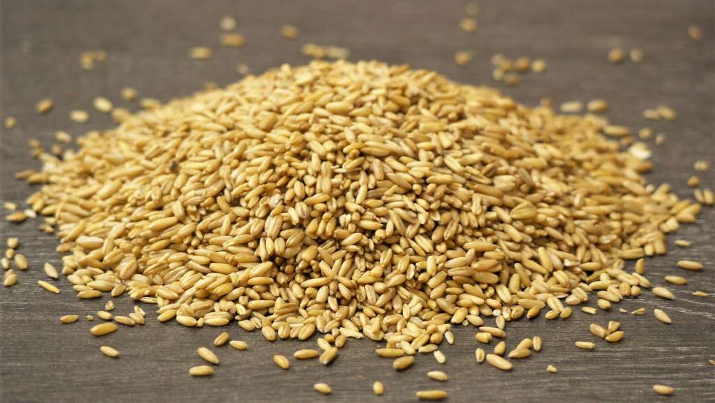 Avena-1024.jpg
