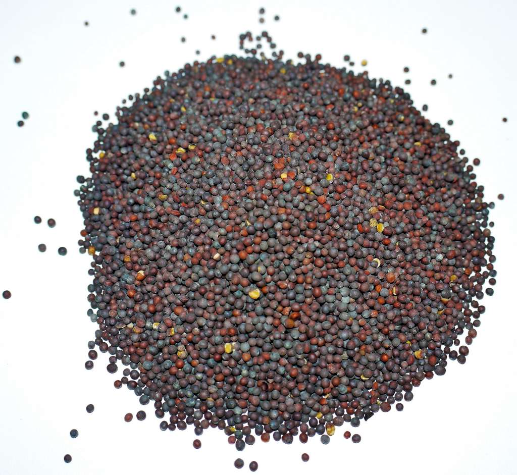 Mostaza_negra-1024.jpg