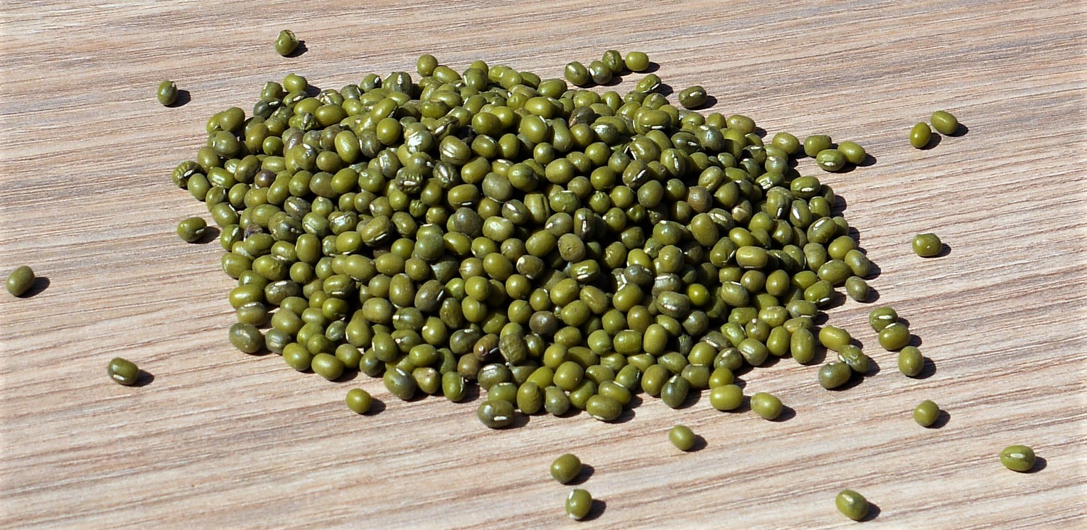 Mungo4.JPG